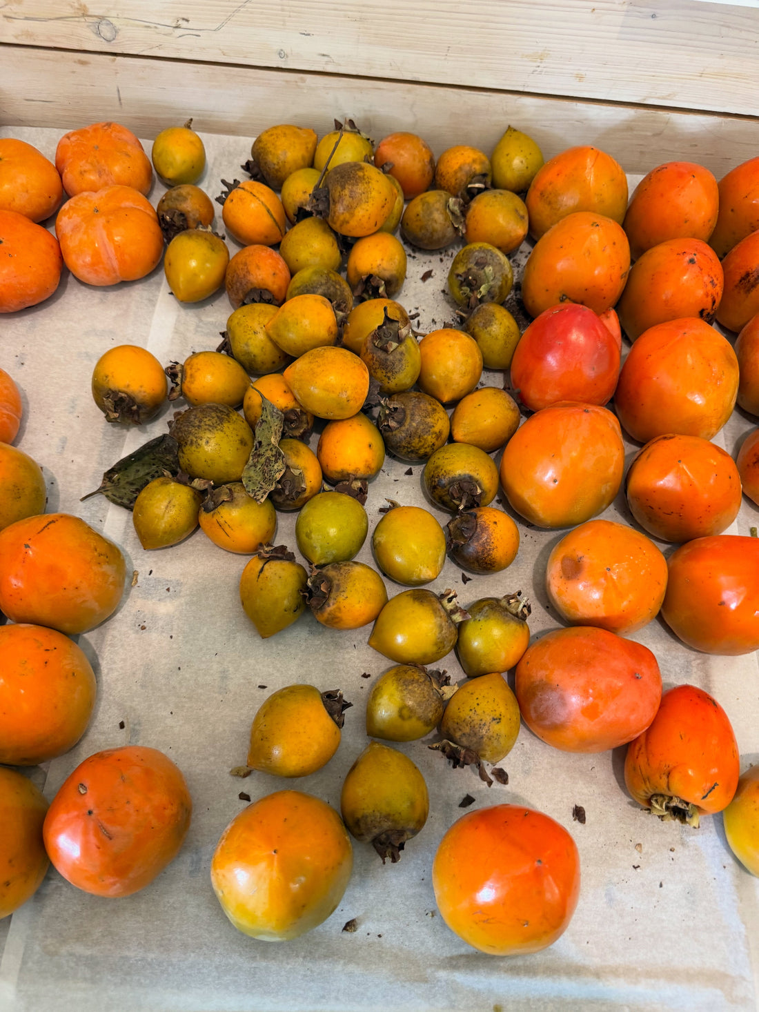 Pemphigus: The blisters are a creeping